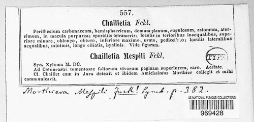 Diplocarpon mespili image